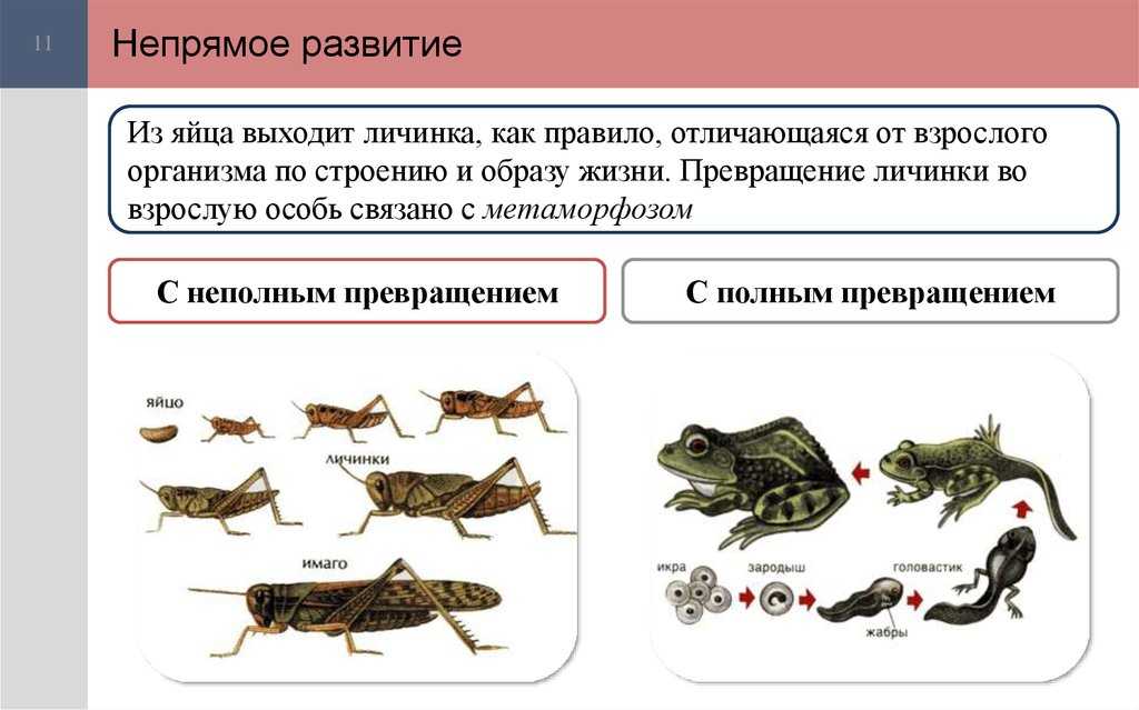 Животные, претерпевающие метаморфозы в своем развитии