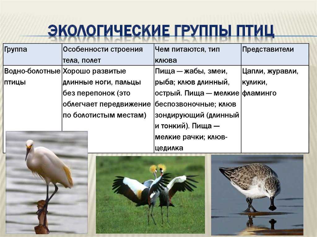 Как наблюдать за птицами (с иллюстрациями) - wikihow