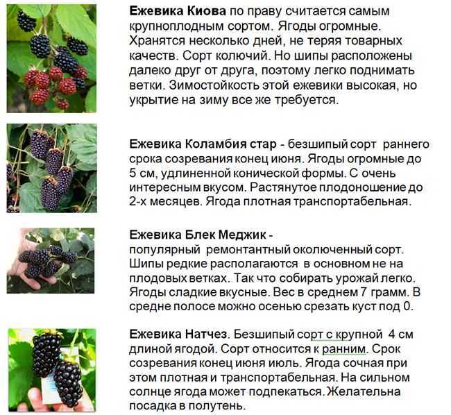 Гибриды малины и ежевики: описание и характеристика