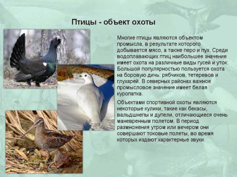 У птиц есть чувства и эмоции?
