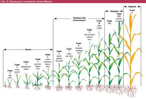 Фазы развития зерновых культур: стадии и питание