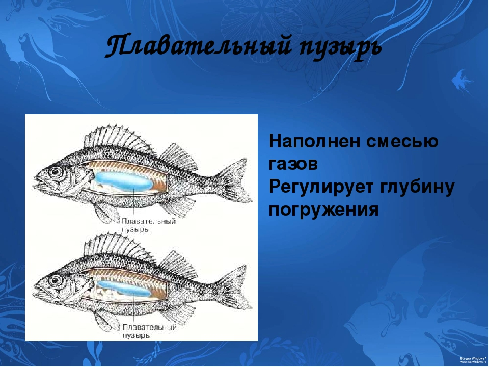 Электрический скат и угорь: описание и сравнение