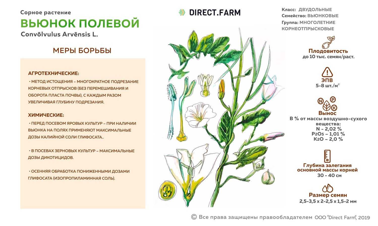 Двулетник