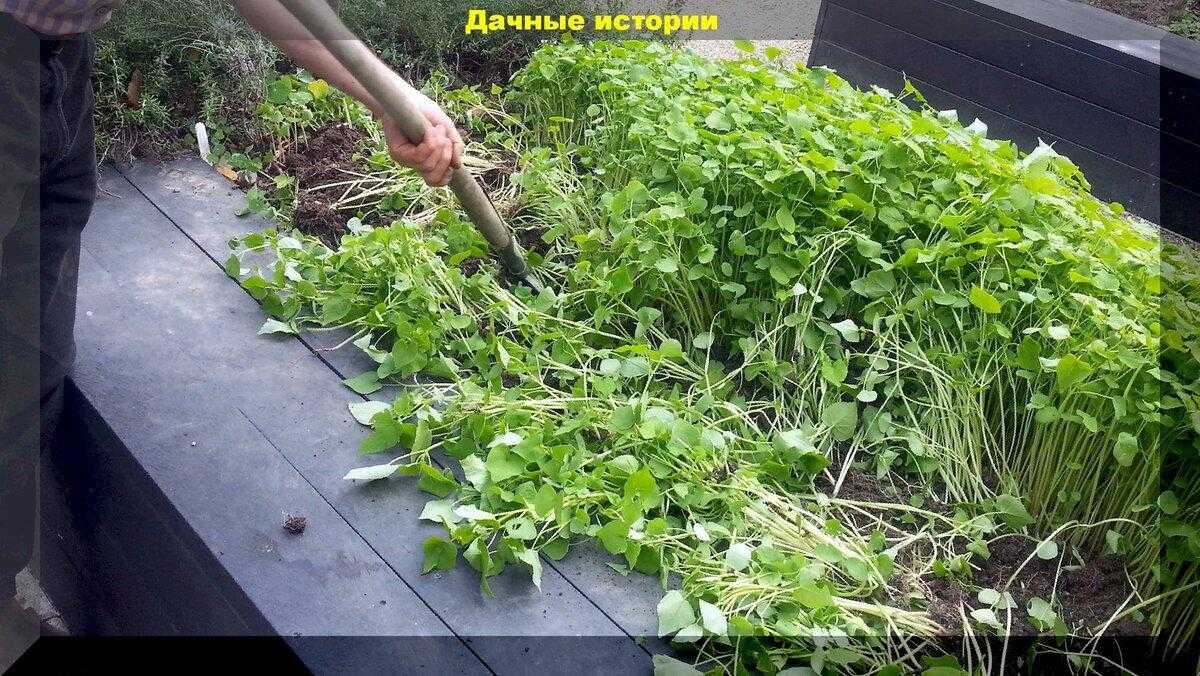 Силосные культуры. горец, сильфия, маралий корень, окопник, козлятник,
катран