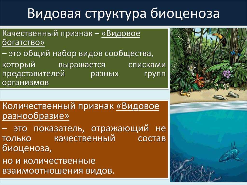 Биоценоз широколистных и хвойных лесов