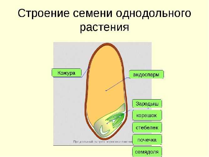 Что такое алейроновый слой семян?