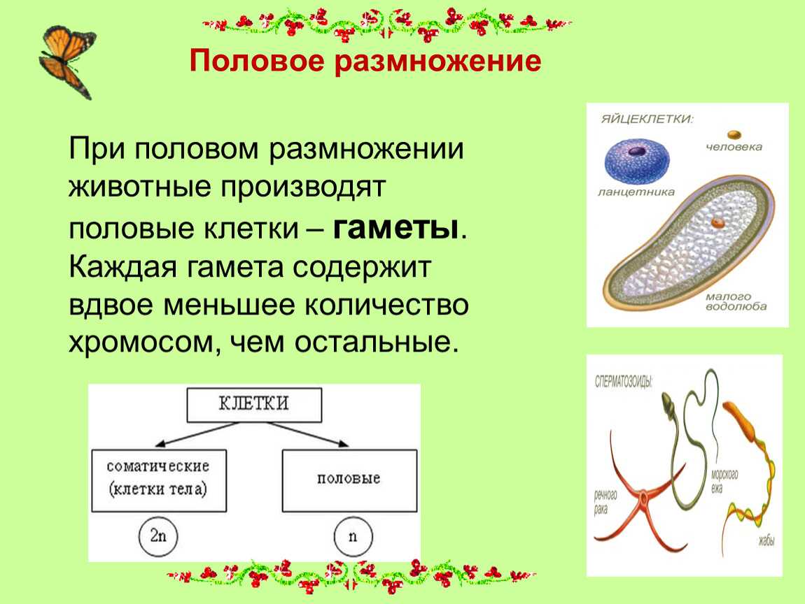 Двойное оплодотворение у цветковых растений 10 класс презентация, доклад, проект