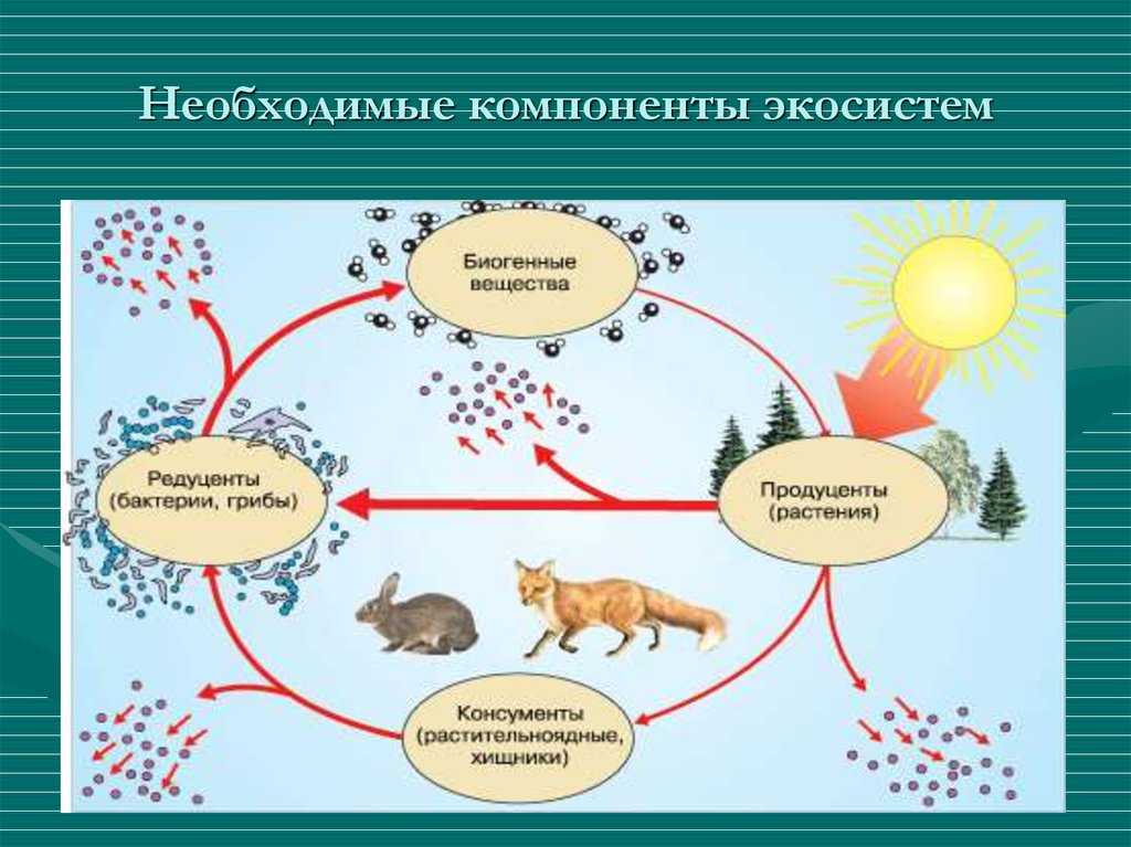 Озёрные экосистемы