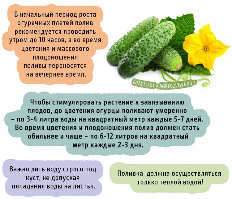 Царь горох: что он любит, а что нет?