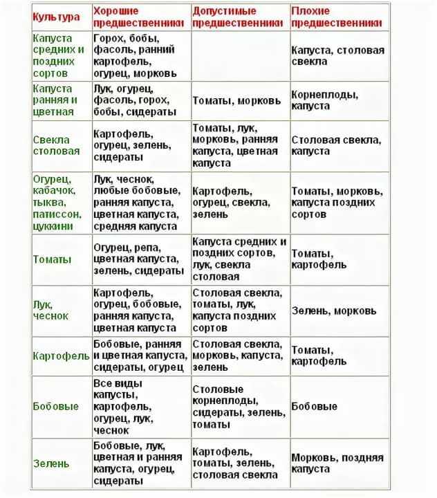 Сроки и способы посадки гороха весной