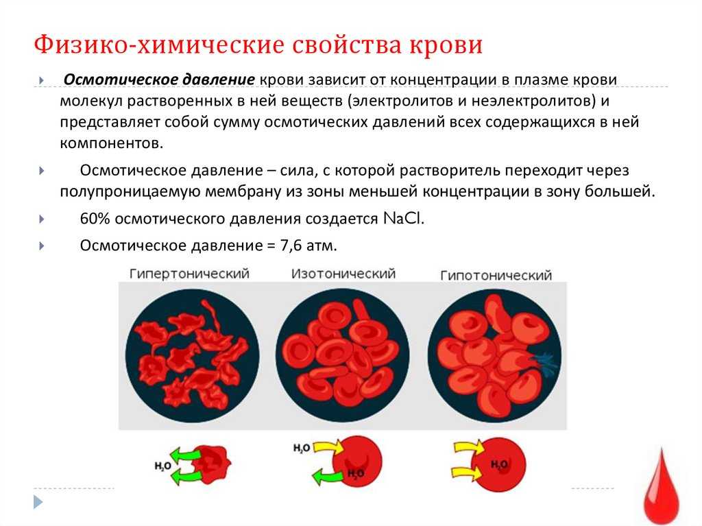 7.2 физико - химические свойства крови. исследование сердечнососудистой системы собаки василисы и лабораторные исследование - курсовая работа