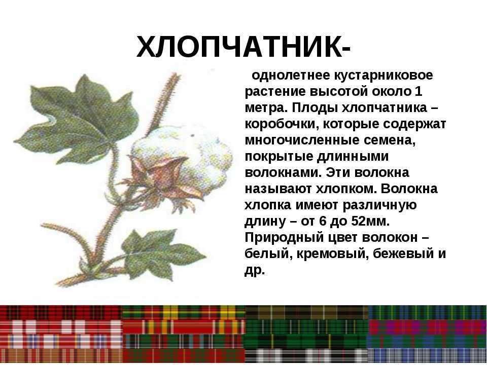 Хлопчатник