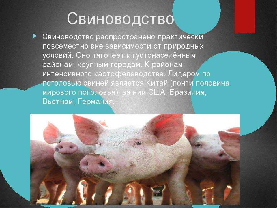 Племенная работа в свиноводстве, проблемы и развитие