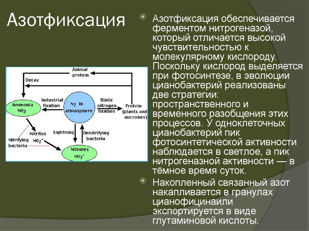Презентация на тему "опыты по совместному выращиванию фасоли и огурцов" 6 класс