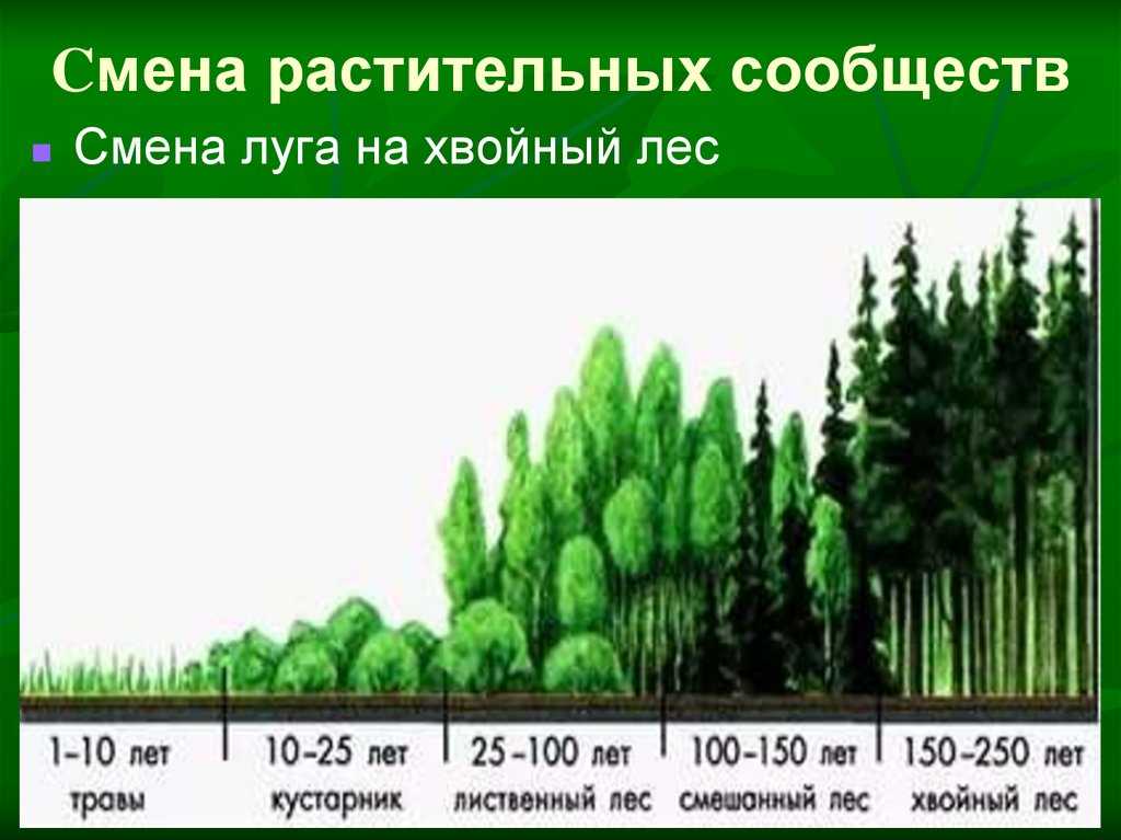 Биологическая продуктивность сосновых фитоценозов (подрод pinus) в климатических градиентах евразии