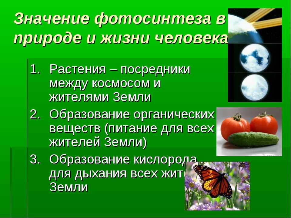 Роль света для растений: зачем им нужны лучи солнца?