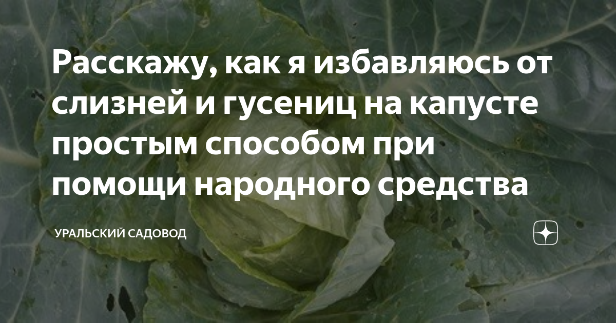 Слизни в огороде и в саду, как избавиться, способы уничтожения