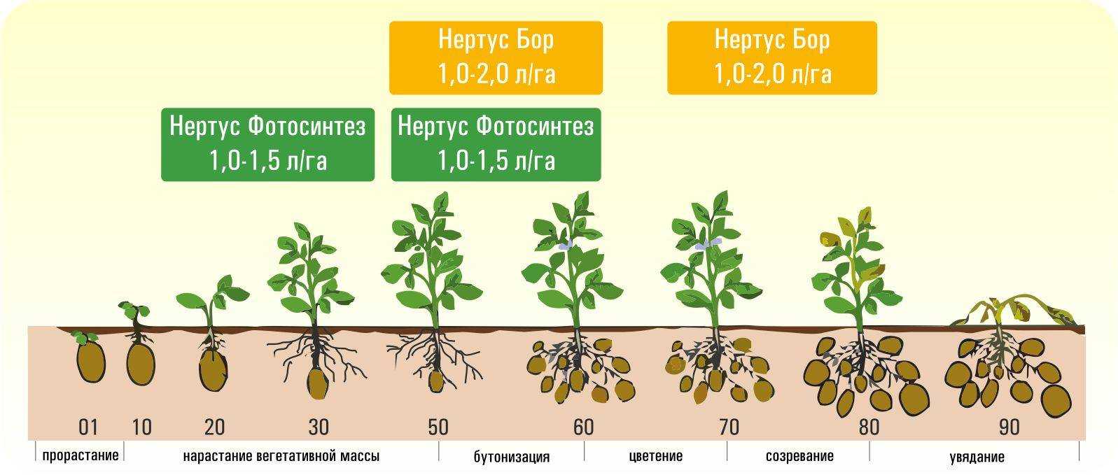 ᐉ потребление минеральных веществ по фазам вегетации - физиология минерального питания - roza-zanoza.ru