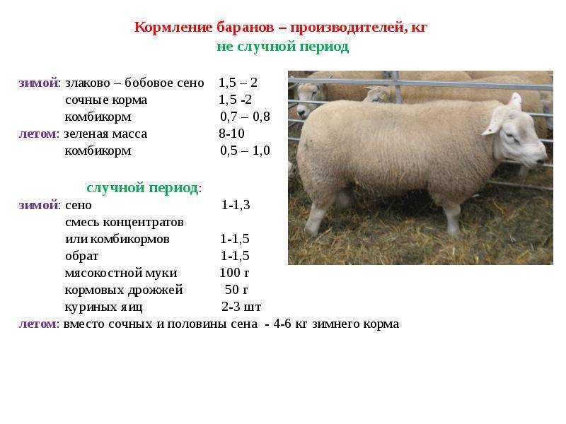 Кормление овец и баранов в зимний период