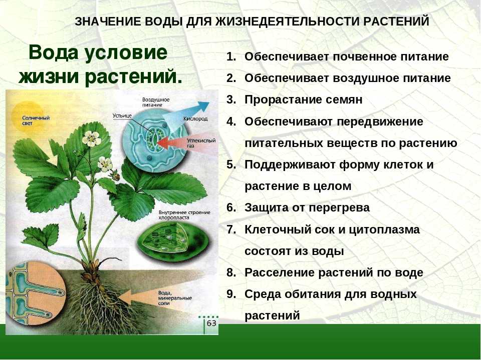 Водное питание растений