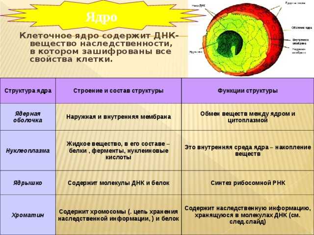 § 14. ядро клетки: строение и функции ядра