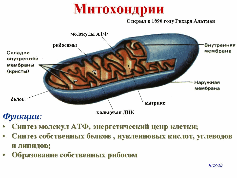 Митохондрии: энергостанции нашего организма