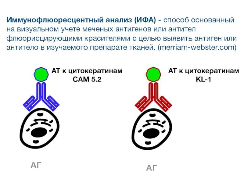 Серологическая диагностика сифилиса