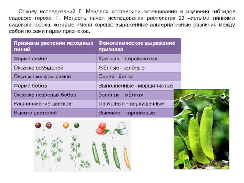 Стебель у гороха вьющийся или цепляющийся