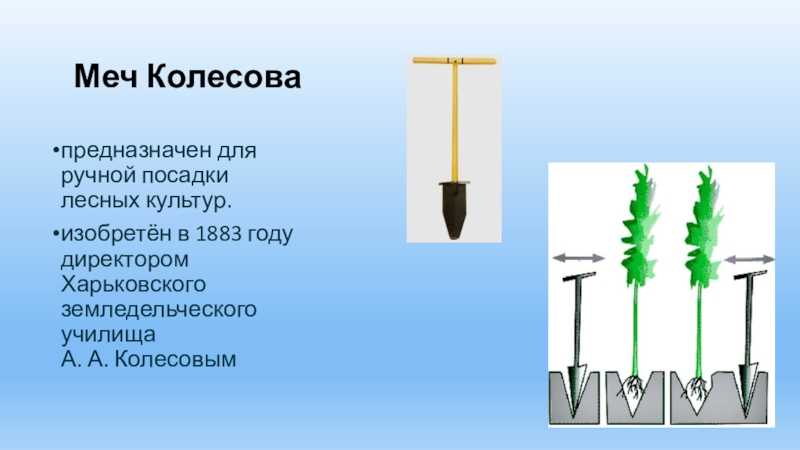 Лесное семеноводство презентация, доклад, проект