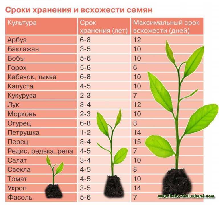 Что такое кабачок: овощ, ягода или фрукт?