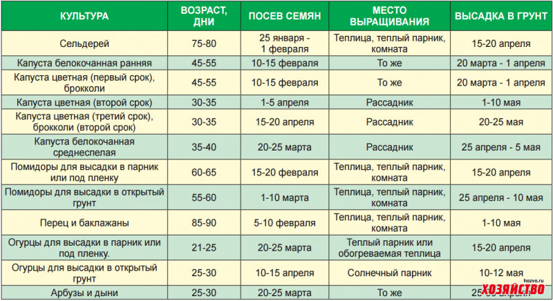 Важные правила, как сохранить морковь и свеклу на зиму в погребе