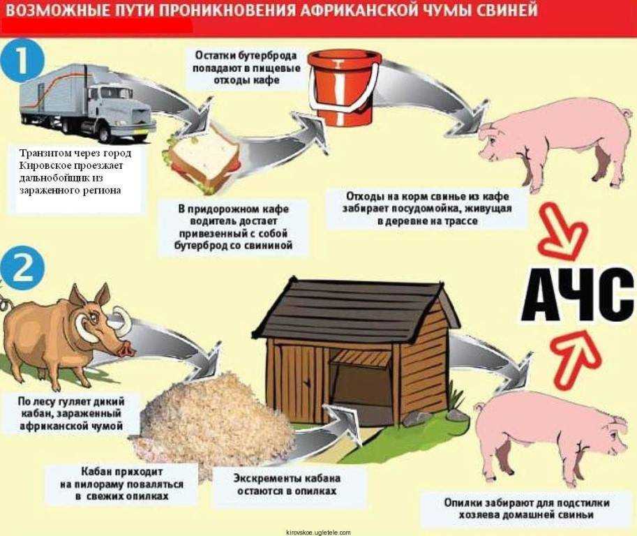 Чем отличается классическая чума свиней от африканской чумы свиней