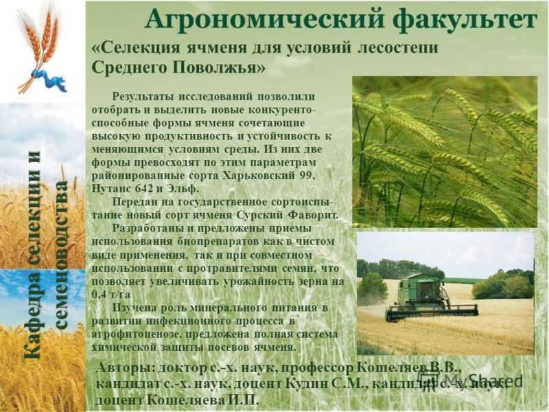 Яровая пшеница - биологические особенности и ботаническая характеристика