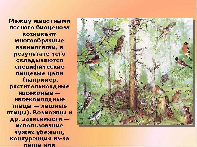 2.какую роль играют птицы в биоценозе леса? приведите не менее трёх характеристик.удобряют почву - узнавалка.про