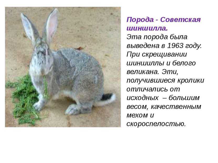Измельчали и выродились кролики.что делать ? | кролики. разведение и содержание в домашних условиях
