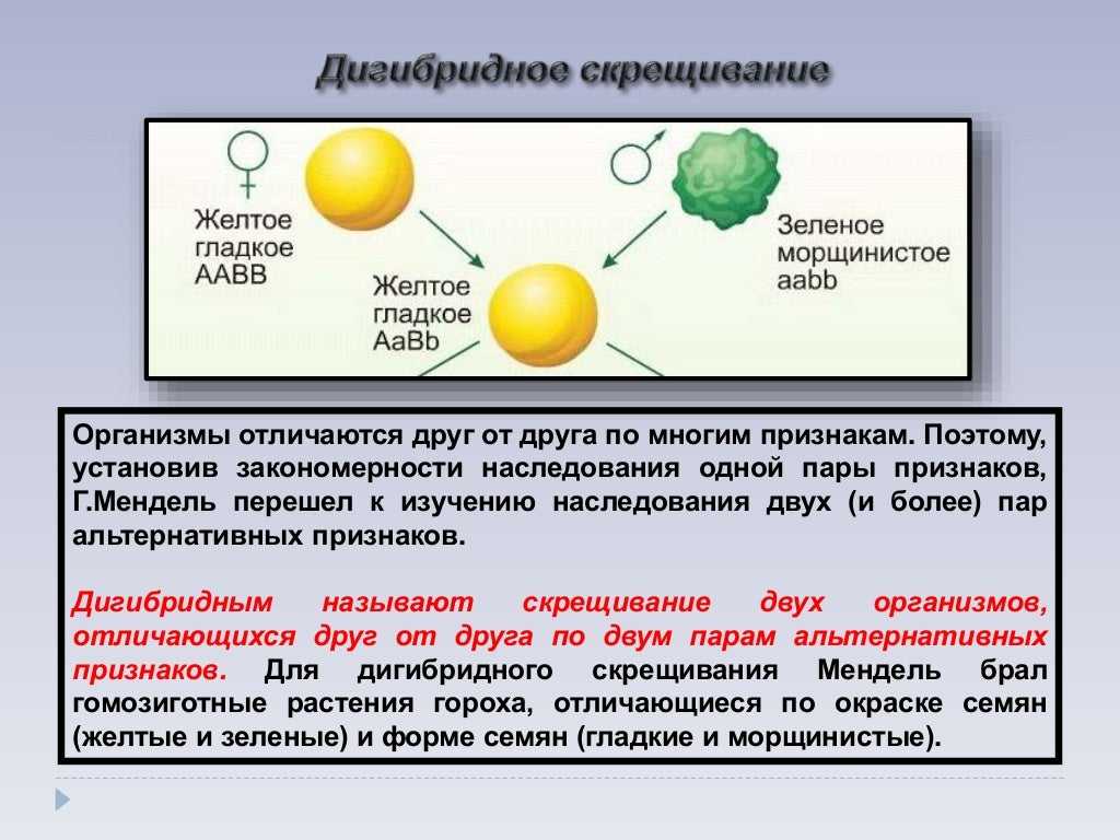 26. закономерности наследования. дигибридное скрещивание