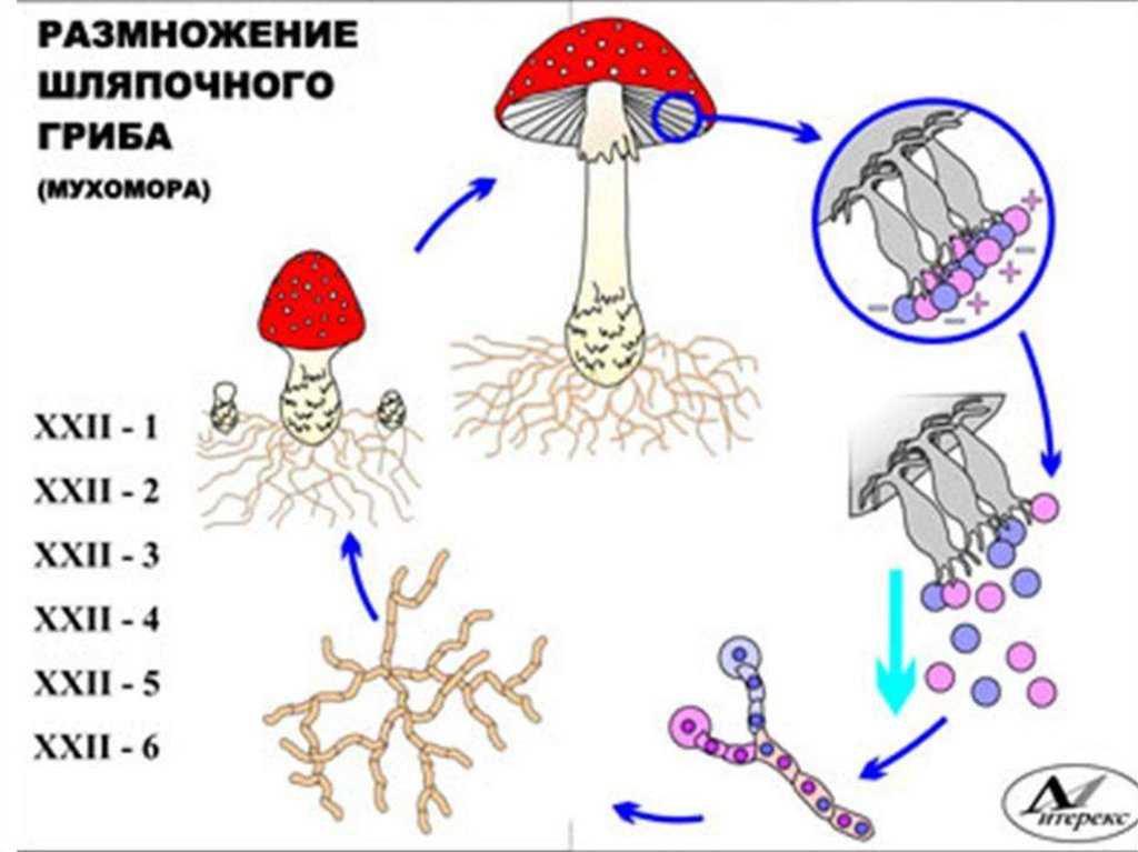 Бшу: размножение водорослей и грибов