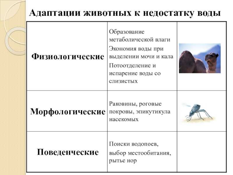 Морфологические адаптации животных.