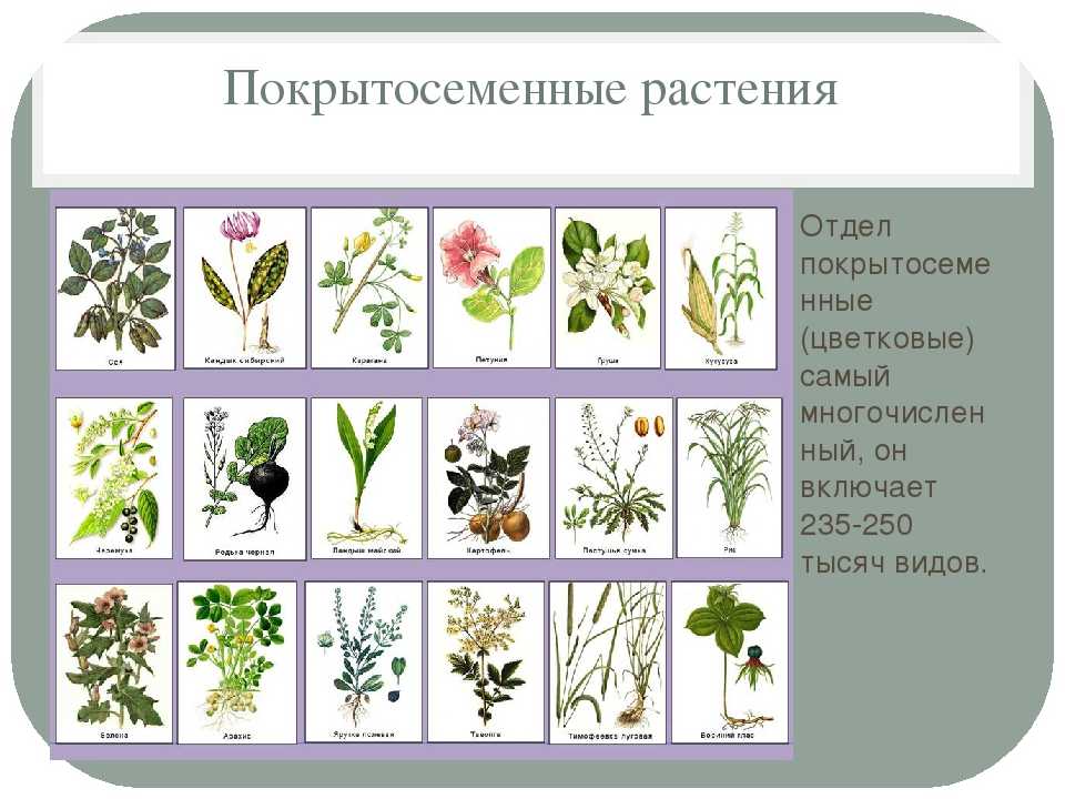 Жожоба растение симмондсия китайская. описание и фото