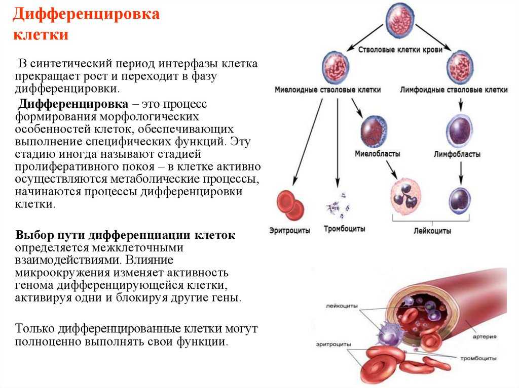 Разница между дифференцировкой клеток и делением клеток | сравните разницу между похожими терминами - наука - 2023