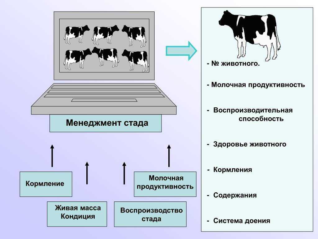 Методы разведения и основы племенной работы в свиноводстве