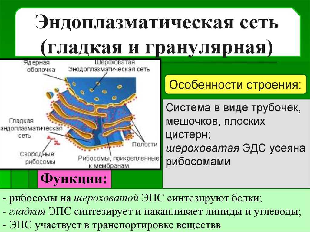 Эндоплазматическая сеть в клетках организмов