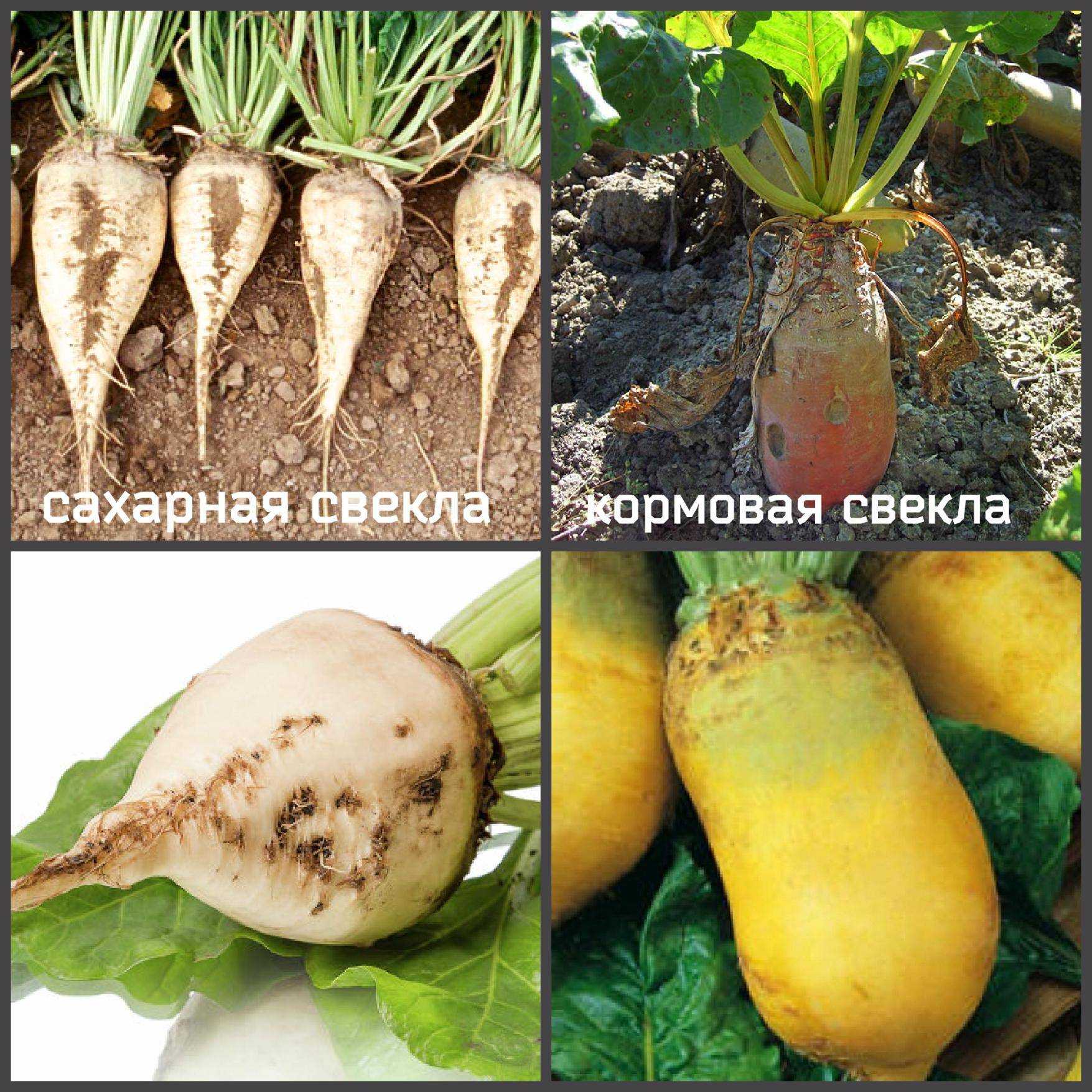 Сахарная свекла