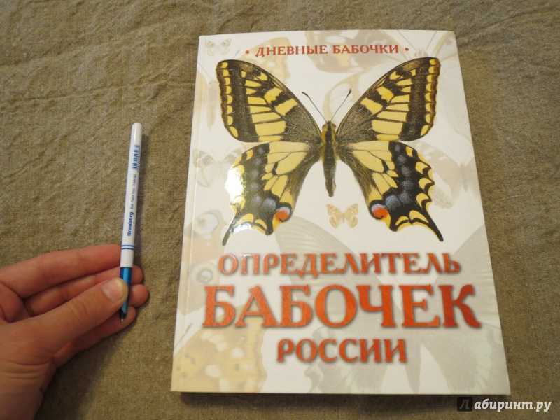 Гинандроморфизм