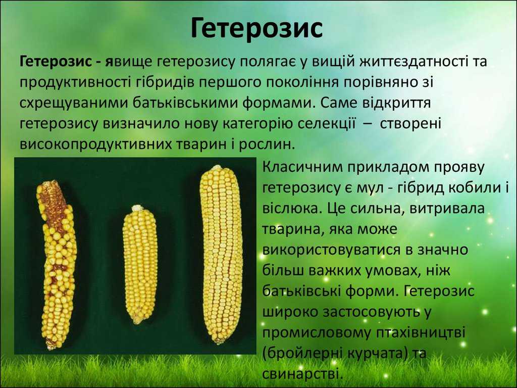 Гетерозис и его использование в животноводстве