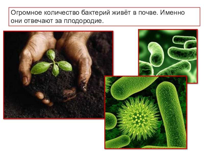 Условия обитания микроорганизмов в почве и воде