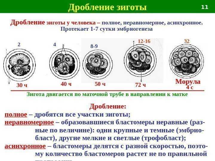 Дробление яйцеклетки. этапы дробления яйцеклетки.
