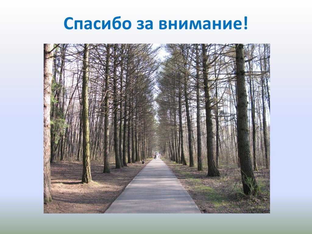 Биоэкологическое обоснование применения видов рода celtis l. в лесомелиоративных насаждениях нижнего поволжья  цембелев мерген анатольевич