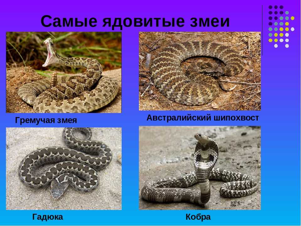 Полоз | фото и виды, враги и ареал обитания 🌟
