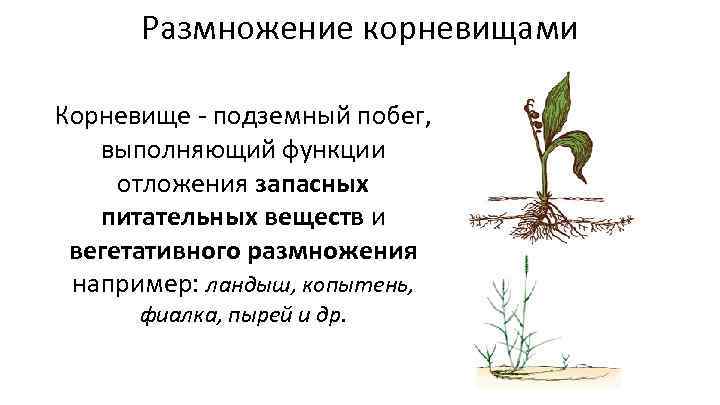 Основы агрономии